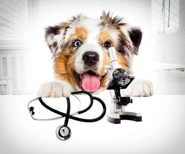 Dog Vet Microscope Veterinary Clinic — Stock Photo, Image