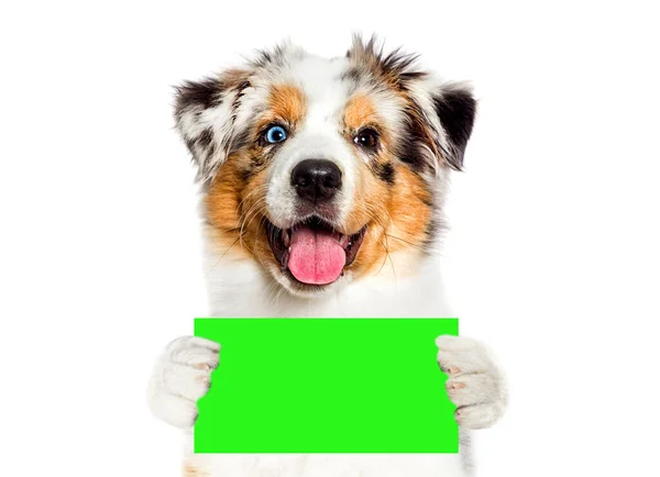 Смешная Собака Держит Зеленый Знак Хрома Ключ — стоковое фото