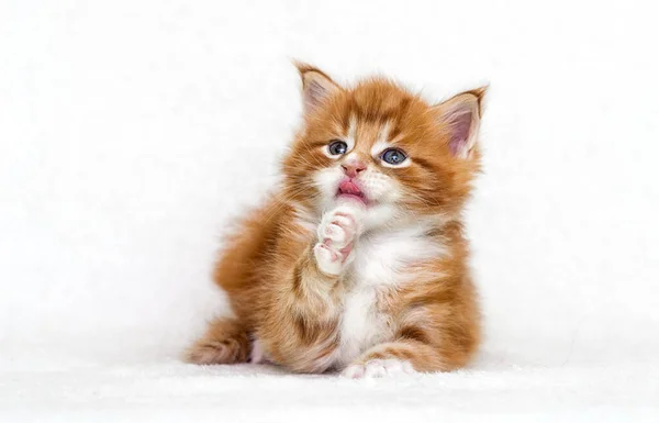 Niedliche Ingwer Tabby Kätzchen Leckt Auf Einer Weißen Decke — Stockfoto
