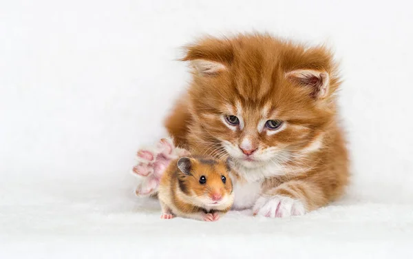 Gengibre Tabby Gatinho Caça Hamster — Fotografia de Stock