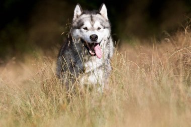 Köpek yaz parkında yürüyüşe çıkar, Alaska Malamute 'u çiftleştirir.