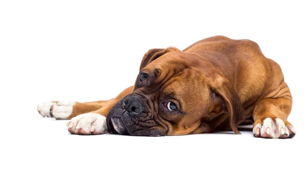 Sad Red Dog Lies Looks Stock Picture