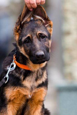 Alman çoban köpeği şehir caddesinde