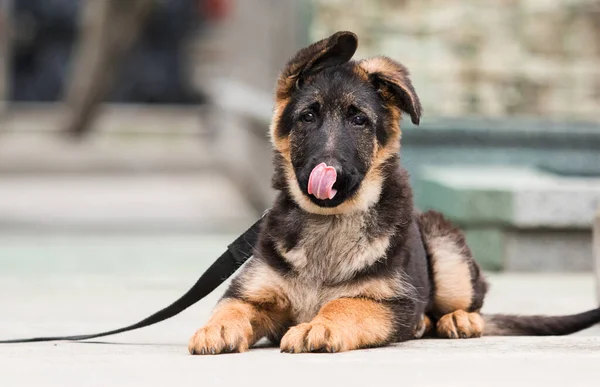 德国牧羊犬在城市街道上 — 图库照片