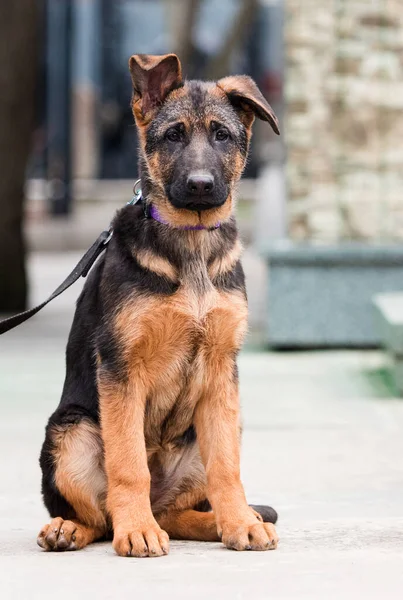 德国牧羊犬在城市街道上 — 图库照片