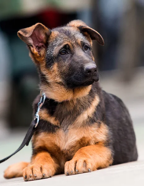 街の路上でドイツの羊飼いの子犬 — ストック写真