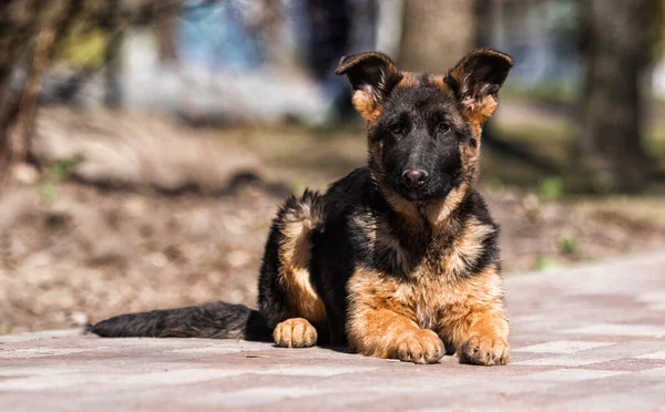 德国牧羊犬户外训练 — 图库照片