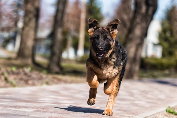 German Shepherd Puppy Training Outdoors — Stock Photo, Image