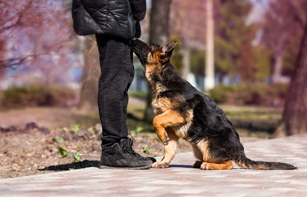 Pastore Tedesco Cucciolo Formazione Con Istruttore Cane Istruttore — Foto Stock