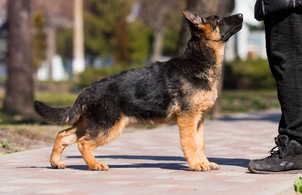 Alman Çoban Köpeği Köpek Eğitmeniyle Antrenman Yapıyor — Stok fotoğraf