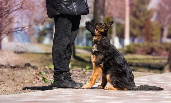 German Shepherd Puppy Training Dog Trainer Instructor — Stock Photo, Image