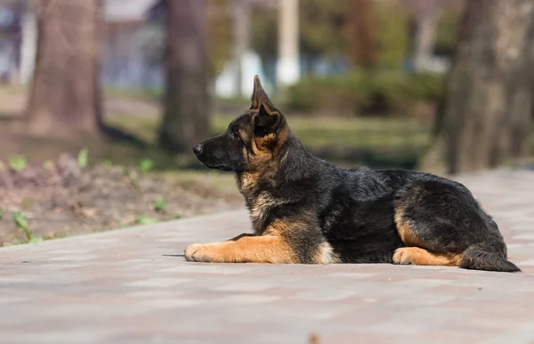 Cachorro Pastor Alemán Entrenamiento Con Instructor Entrenador Perros —  Fotos de Stock