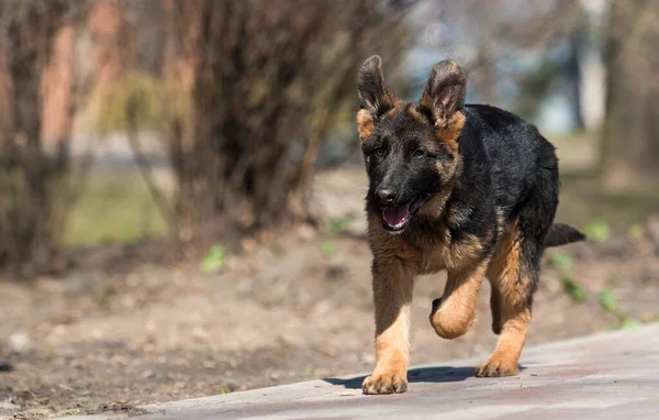 German Shepherd Puppy Training Outdoors — Stock Photo, Image