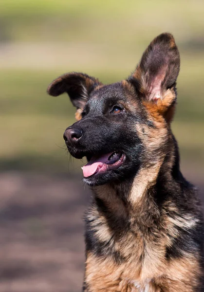 Deutsche Schäferhunde Welpen Ausbildung Freien — Stockfoto