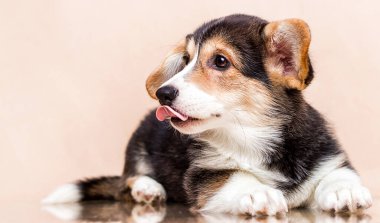 Galli Corgi köpeği dilini gösteriyor.