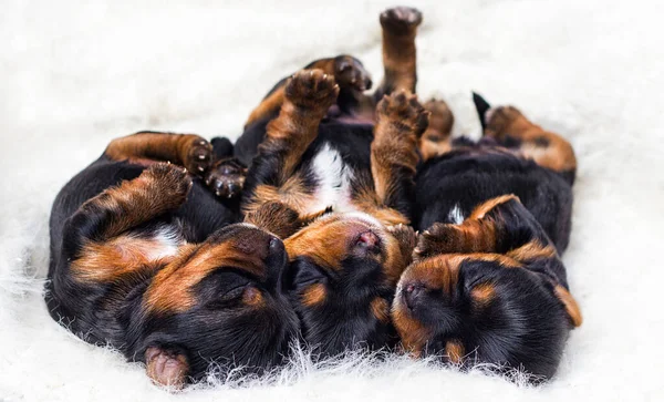 Welpen Schlafen Bequem Auf Einer Flauschigen Decke Yorkshire Terrier — Stockfoto