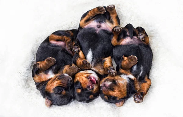 Welpen Schlafen Bequem Auf Einer Flauschigen Decke — Stockfoto