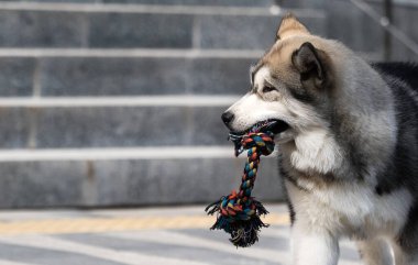 Yavru köpek yana bakıyor, Alaska Malamute.