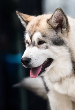 Yavru köpek yana bakıyor, Alaska Malamute.