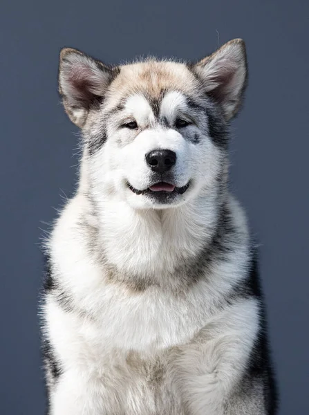 Retrato Cão Malamute Olhando Para Câmera — Fotografia de Stock