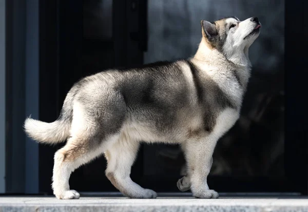 Malamute Cachorro Pasea Por Las Calles Ciudad — Foto de Stock