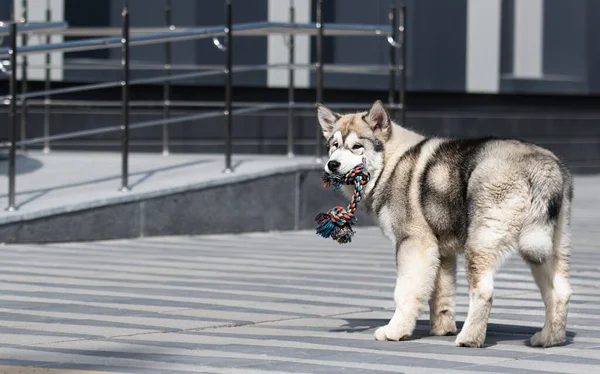 Malamute Kutya Játszott Játék Szabadban — Stock Fotó