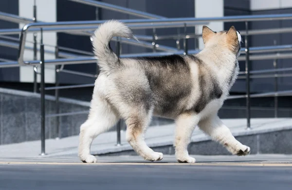 Puppy Kijkt Zijwaarts Alaskan Malamute — Stockfoto