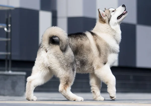 Cachorro Mira Hacia Los Lados Alaska Malamute —  Fotos de Stock