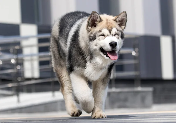 Malamute Pies Biegnie Szybko — Zdjęcie stockowe