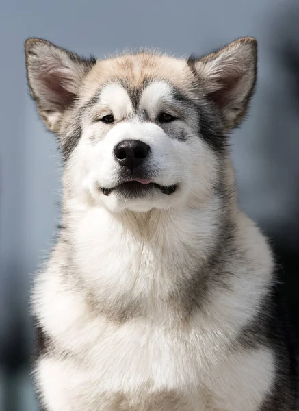 Retrato Cão Malamute Olhando Para Câmera — Fotografia de Stock