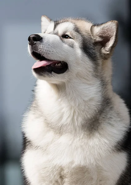 Puppy Kijkt Zijwaarts Alaskan Malamute — Stockfoto