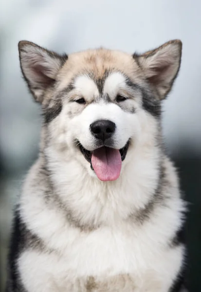 笑顔の犬の肖像画です — ストック写真