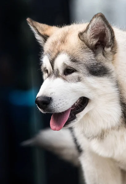 Cachorro Mira Hacia Los Lados Alaska Malamute — Foto de Stock