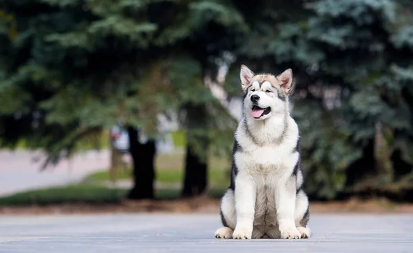 Cachorro Sentado Mirando Cámara Pleno Crecimiento — Foto de Stock