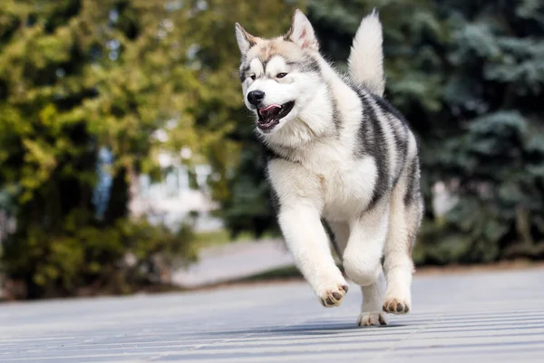 Malamute Szczeniak Świeżym Powietrzu Miasto — Zdjęcie stockowe