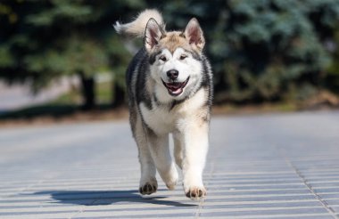 Malamute cinsi köpek kaldırımda koşar.
