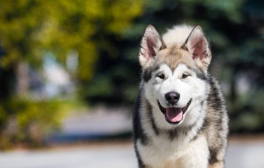 Malamute köpeği ormandaki kameraya bakıyor.
