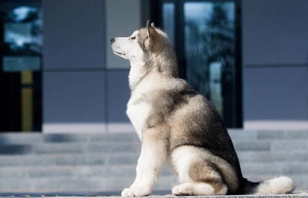 Pies Malamute Siedzi Schodach — Zdjęcie stockowe