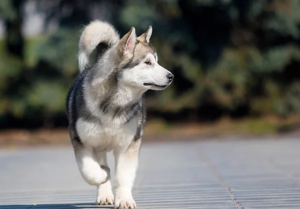 マラメイトの品種の犬が歩道を走る — ストック写真