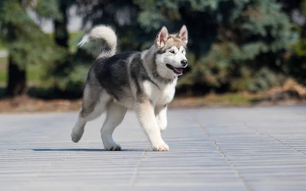 Malamute Raza Perro Corre Acera Ciudad — Foto de Stock