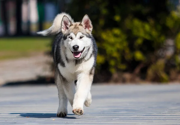 公園を散歩するためにマラメイトの品種の犬が走ります — ストック写真