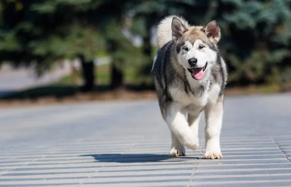 Malamute Rasy Pies Biegnie Spacer Alejce Parku — Zdjęcie stockowe