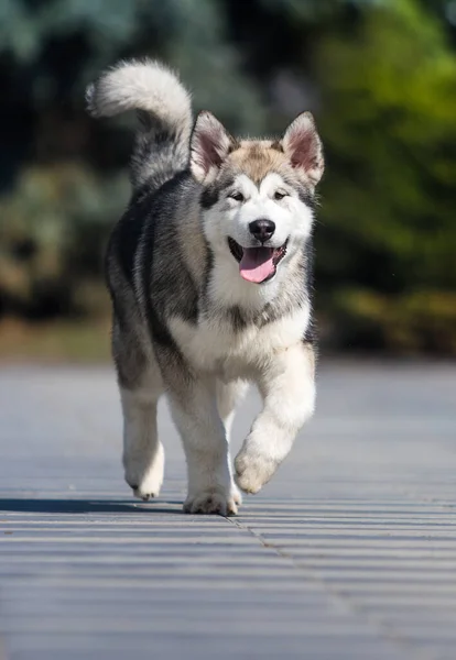 Malamute Raça Cão Corre Calçada — Fotografia de Stock