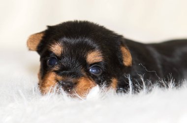 Yumuşak bir battaniyeye sarılmış küçük York köpeği.