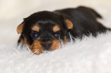 Yavru York pofuduk bir battaniyenin üstünde