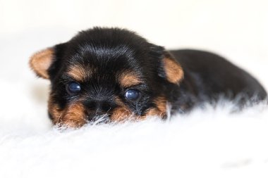 Şirin köpek yavrusu yumuşak bir battaniyeye uzanıyor.