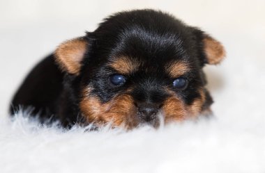 Yeni doğmuş köpek yavrusu kabarık bir battaniyeye uzanıyor