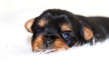 Yumuşak bir battaniyeye uzanmış köpek yavrusu, Yorkshire Teriyeri.