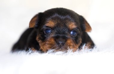 Beyaz kabarık battaniyeli yavru köpek, Yorkshire Teriyeri.