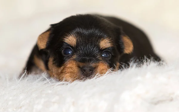 Yeni Doğmuş Köpek Yavrusu Yorkshire Teriyeri Kabarık Bir Battaniyede — Stok fotoğraf